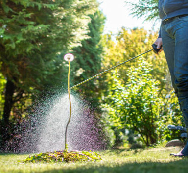 Local Lawn Maintenance